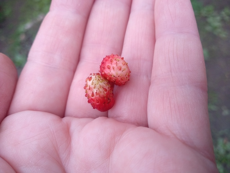 Настоящая лесная земляника. Первый урожай собран в мае