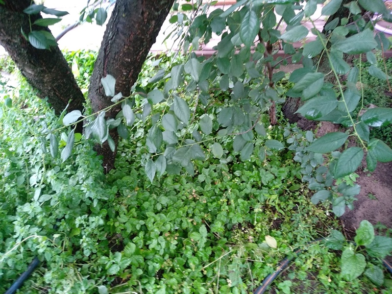 Земляничник под вишней. Два ствола деревьев расходятся в разные стороны. 