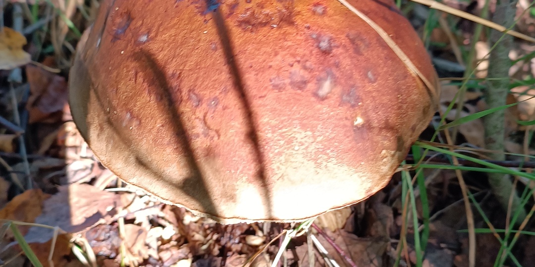 За грибами идёшь? Берегись - в лесу вошь