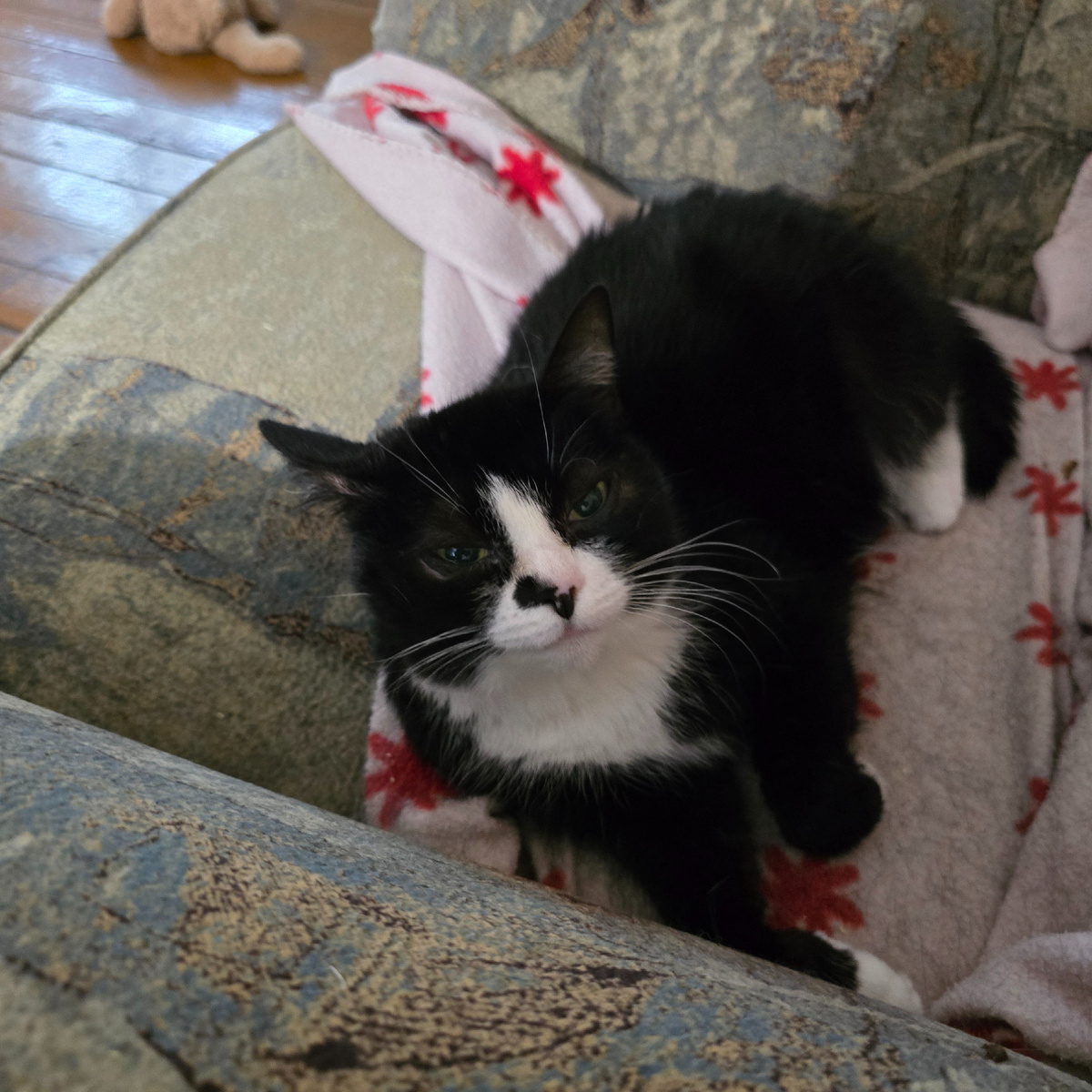 Черно-белый котик с хитрым взглядом на мягкой подушке