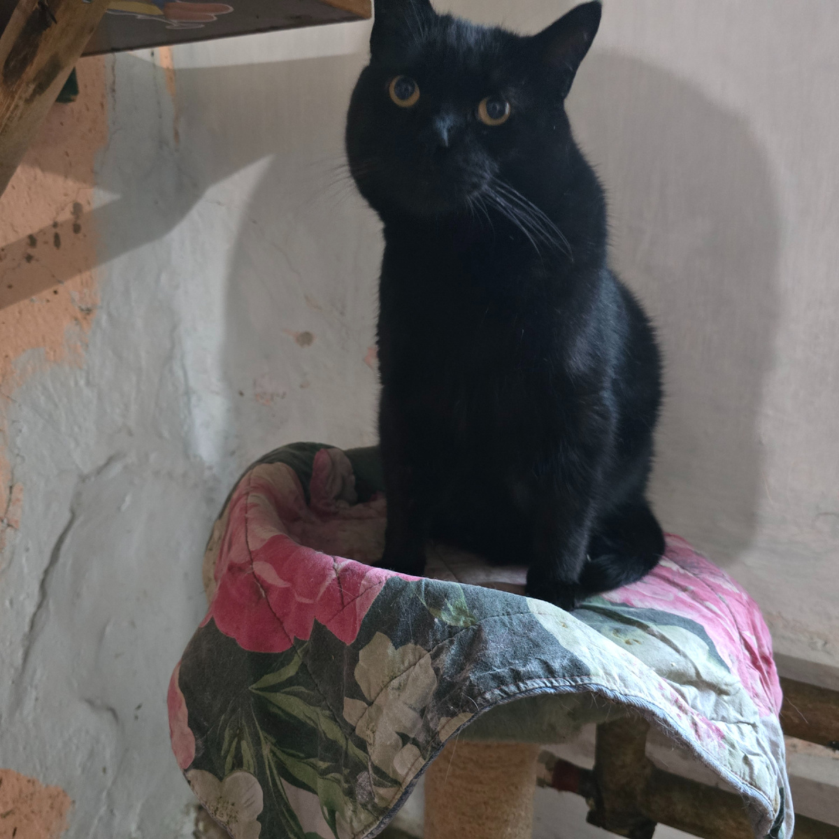 Величественный черный кот восседает на троне