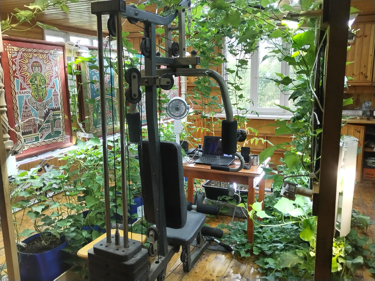 Выставочный и тренажёрный зал, где в 30-литровых контейнерах растёт батат-ямс. По бокам "бататового шатра" картины — образы, канон из "Вед Руси". На столе ноутбук, где запускаю любимые клипы-музыку, когда тренируюсь (а это до 2-х часов в день)....