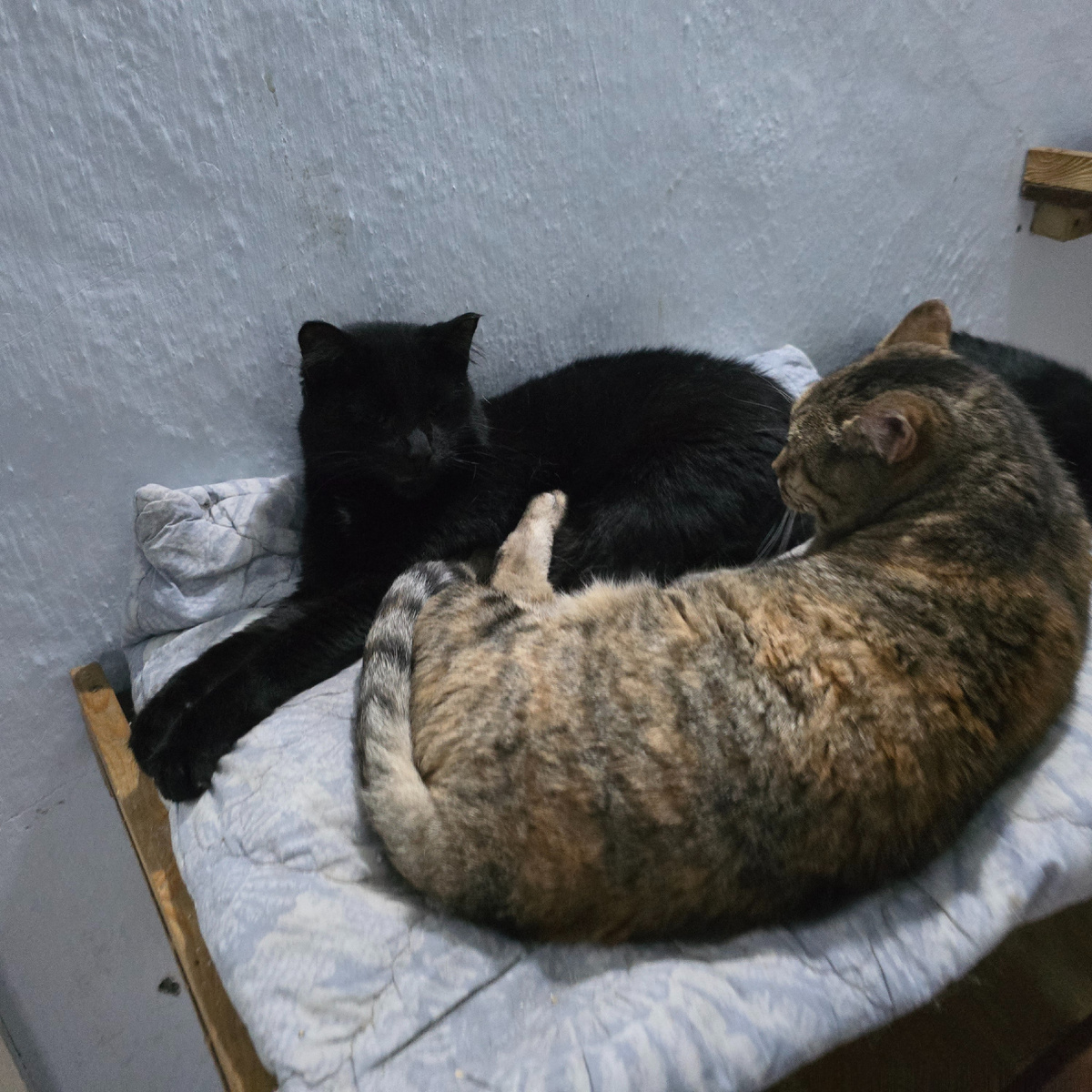 Котики нежатся в обнимку, согревая друг друга