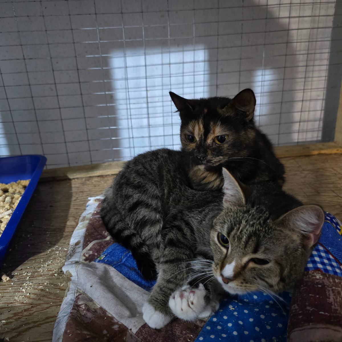 Усатые друзья делятся теплом на мягкой подстилке