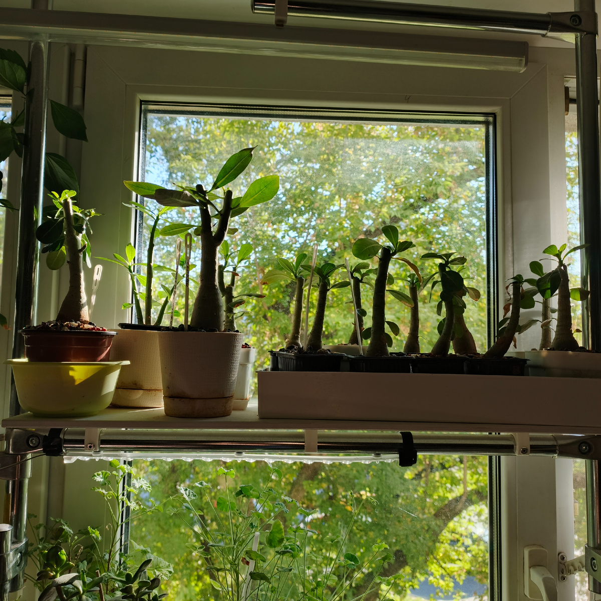 Наши адениумы 9 сентября 2025.