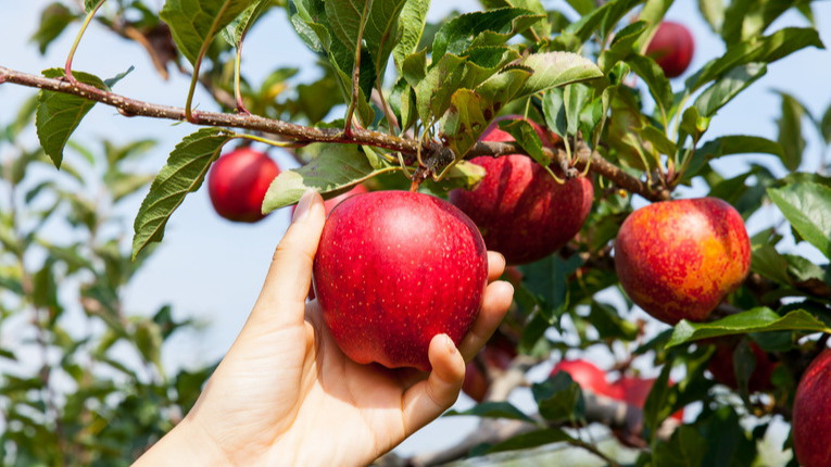 Вношу осеннюю подкормку строго до 25 сентября за 3 шага. Соседи завидуют моим 45 кг яблок с дерева