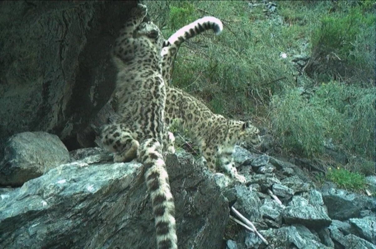    Игры семейки снежных барсов попали на видео в Саяно-Шушенском заповеднике