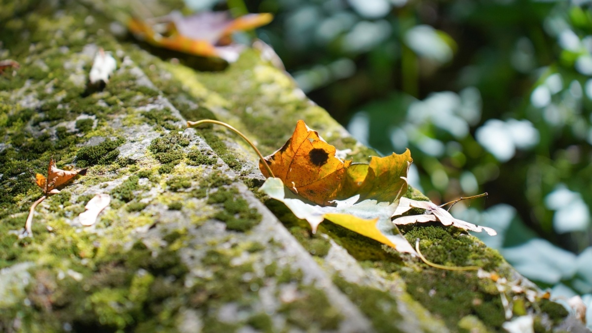 Светлана Мулыкина📷
