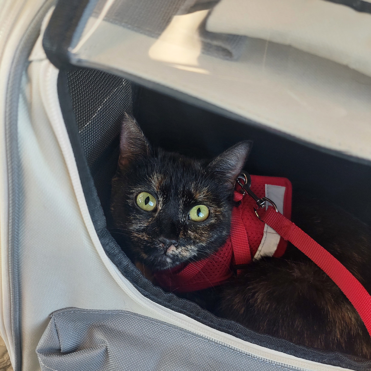 Лизок в своём рюкзачке–переноске.