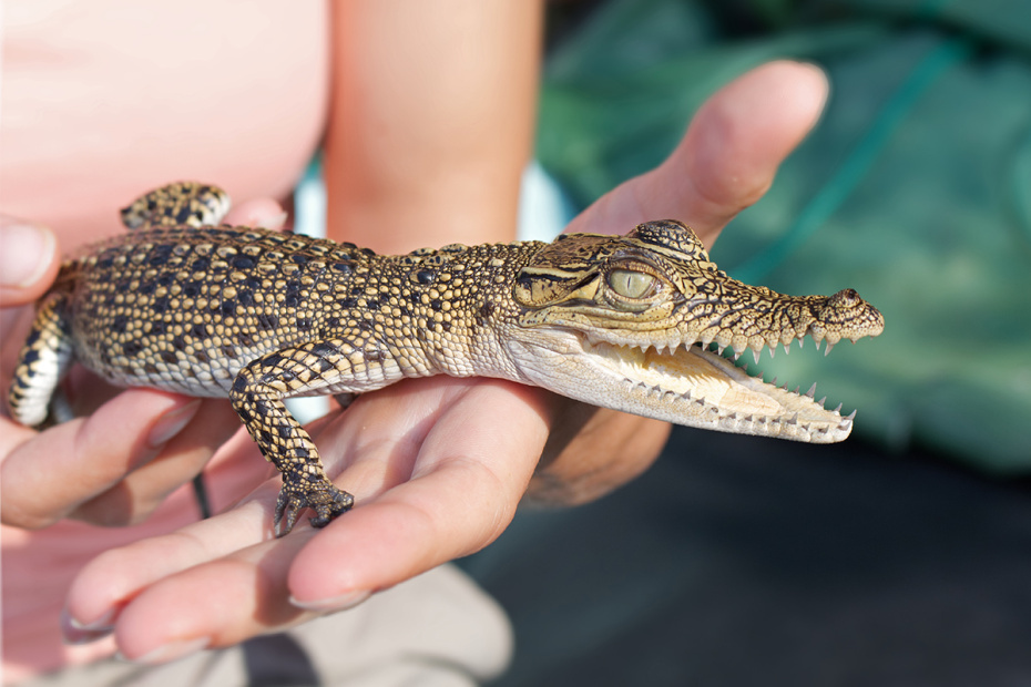    Shutterstock/FOTODOM