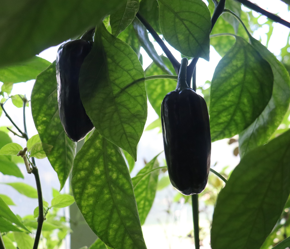 Похожий на обычный "сладкий" перец...