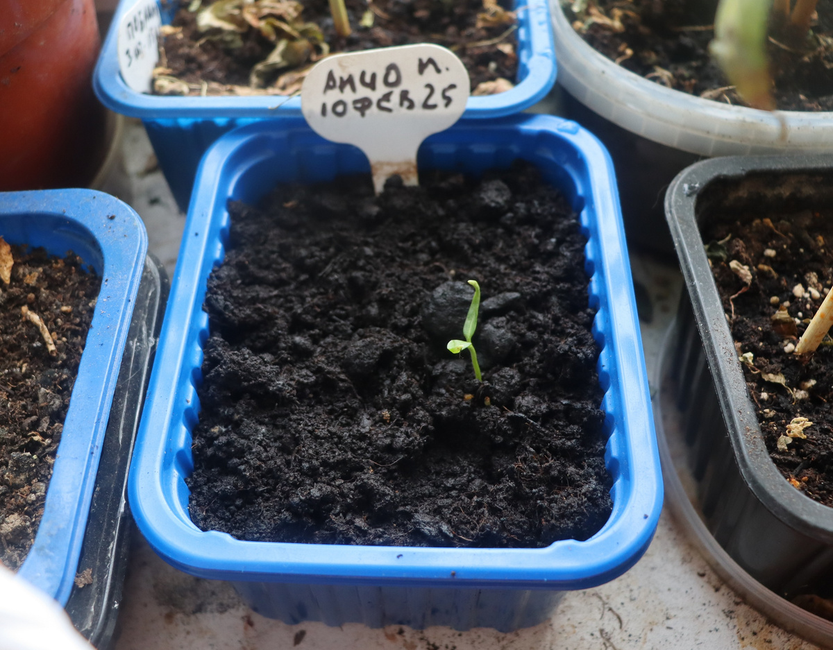 Итак, началось.