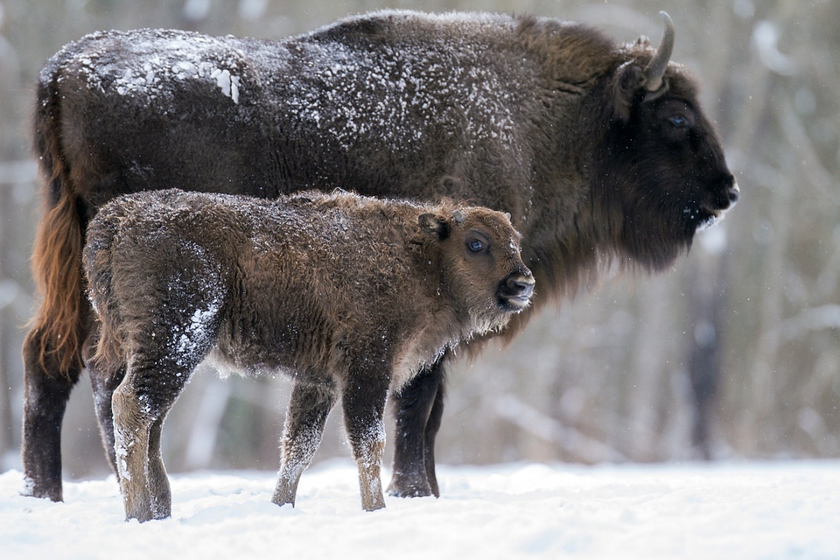 Сегодняшнее количество зубров стабилизировалось на уровне нескольких тысяч голов. Источник фото - https://clk.li/qrkt