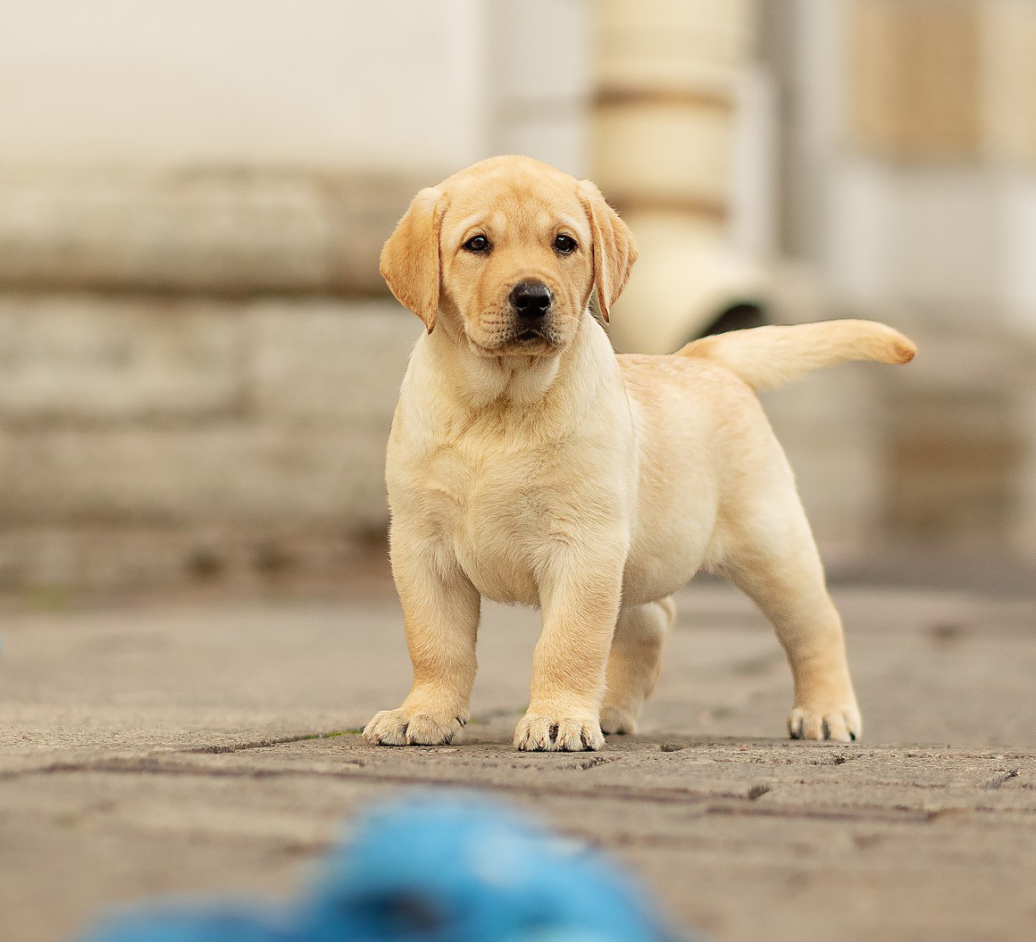 Этот малыш пока не знает, как его зовут. Поможем выбрать?