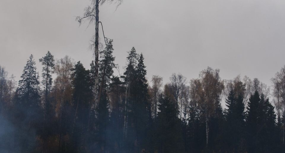    Сжигание больного леса в Черноголовке / Медиасток.рф