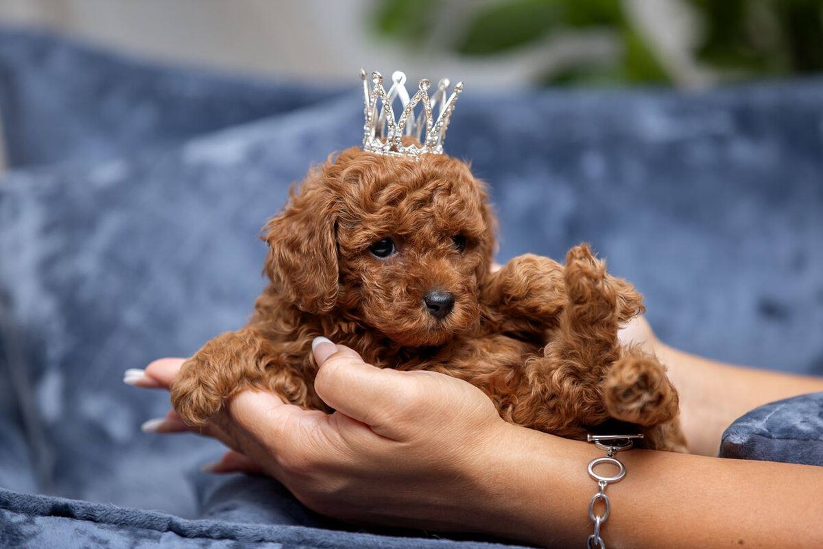 Ее Величество, Леди Беатрис.