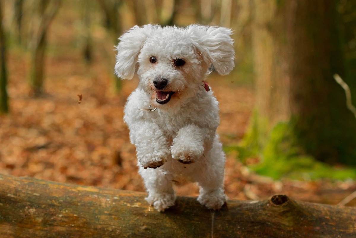 Знакомьтесь, это Арчи, и он само очарование.