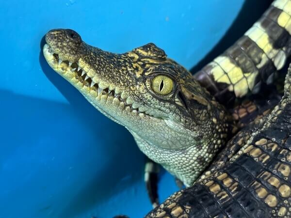    Фото: croco-zoo.ru