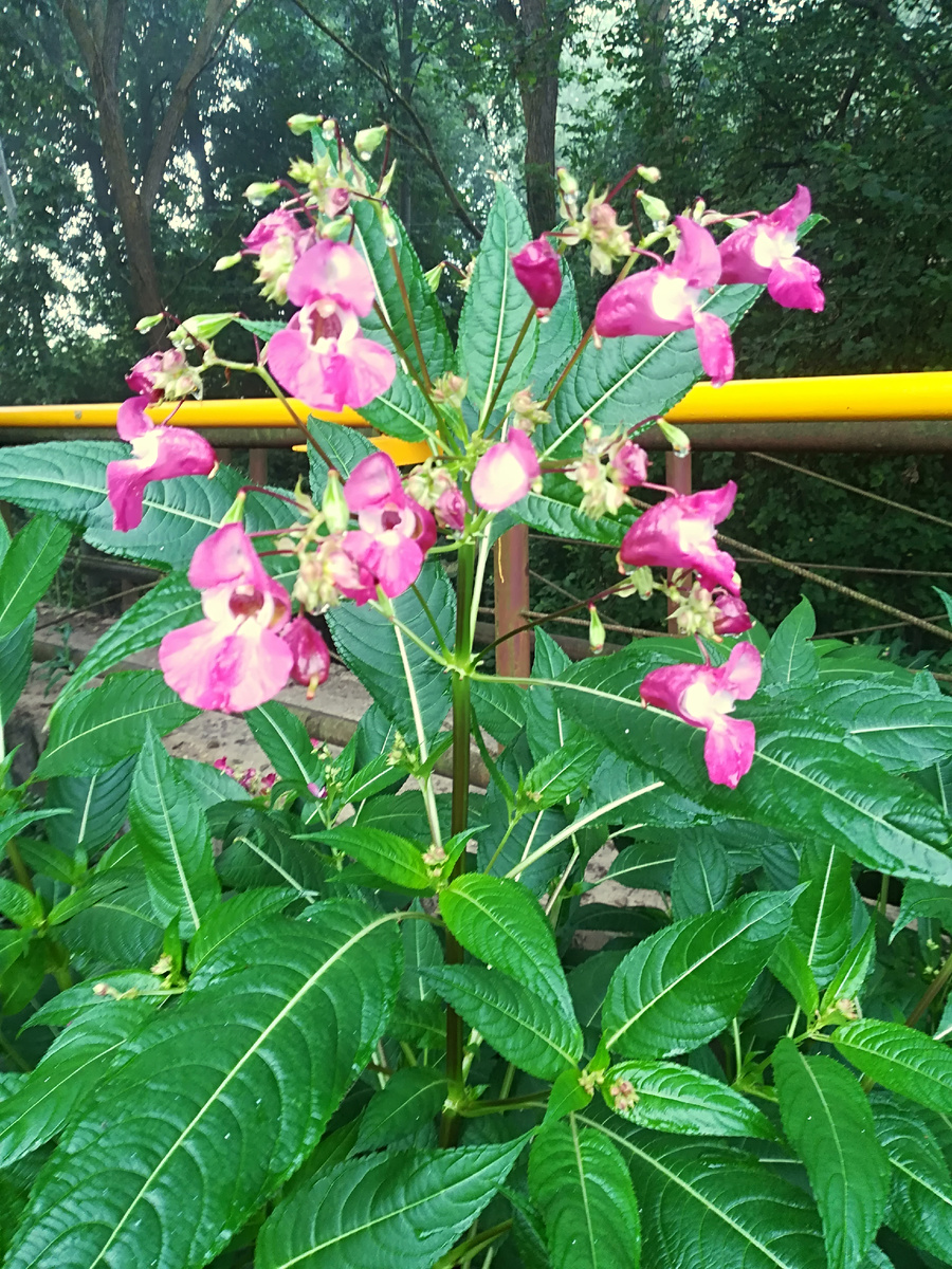 Бальзамин в природе