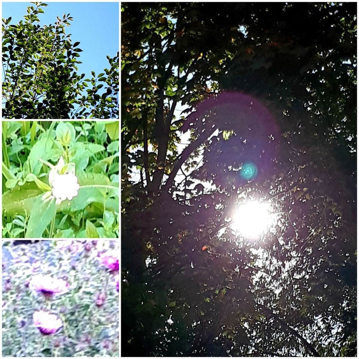 Коллаж автора статьи 09.09.2025г.