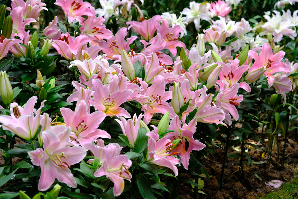 Источник фото shutterstock.com