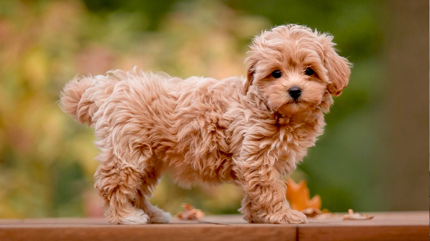 Мальтипу – это не просто собака, а комочек счастья!