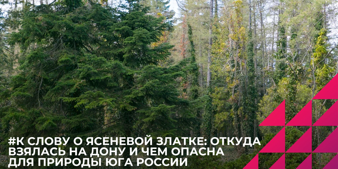 К слову о ясеневой златке: откуда она взялась на Дону и чем опасна для природы Юга России
