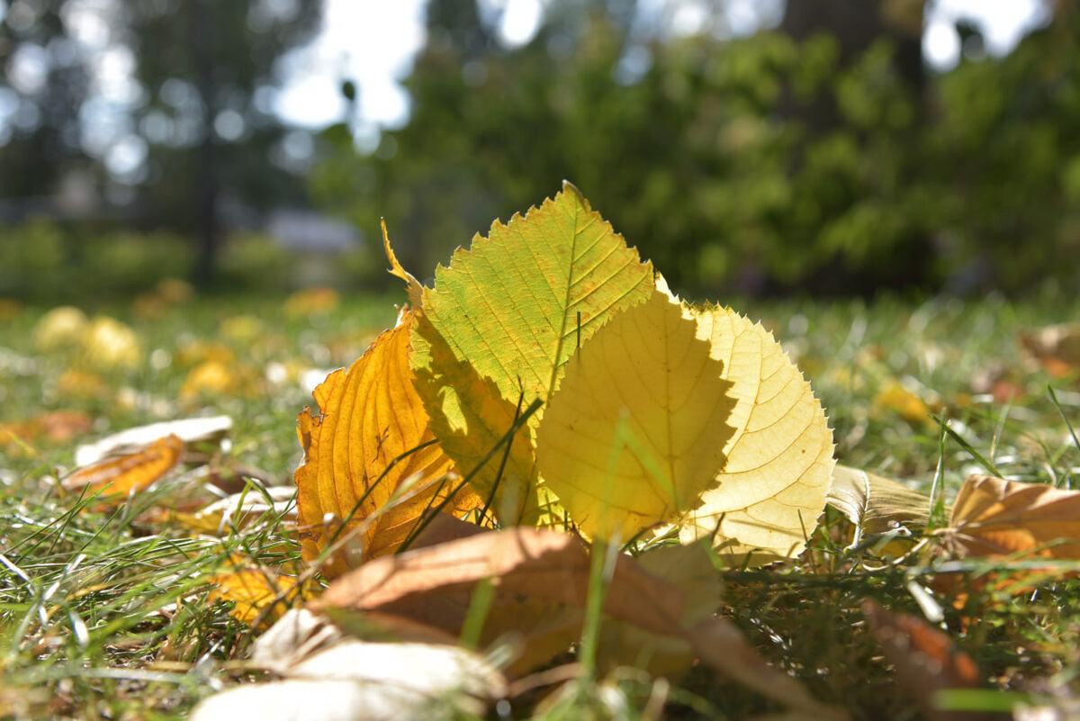     Автор фото: Виталий ГАРКУША (архив)