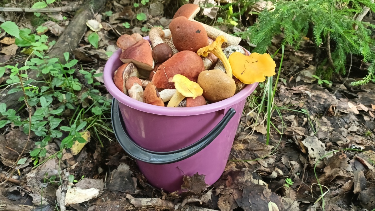    Фото: ГТРК Карелия