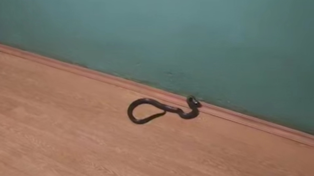    Фото: скрин видео/тг-канал SHOT