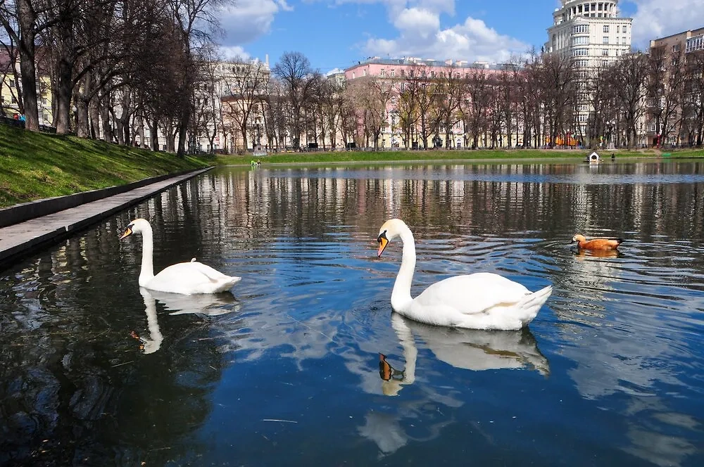 Патриаршие пруды с лебедями, живописный вид