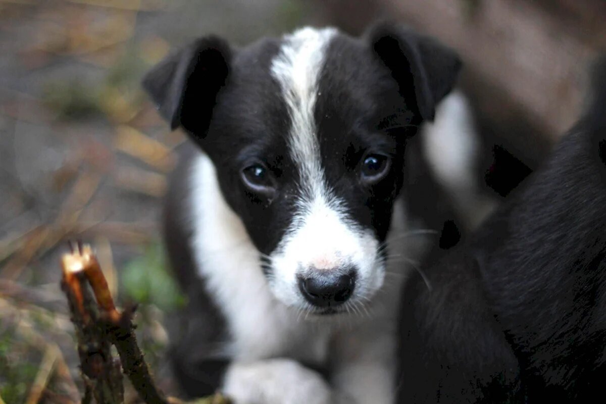 Найти идеальное имя для такого друга — настоящее приключение! 🐾