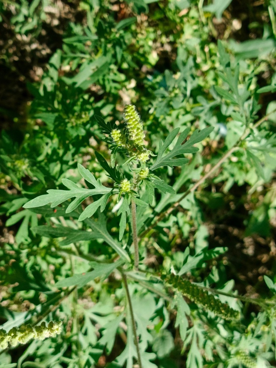 Амброзия полыннолистная 