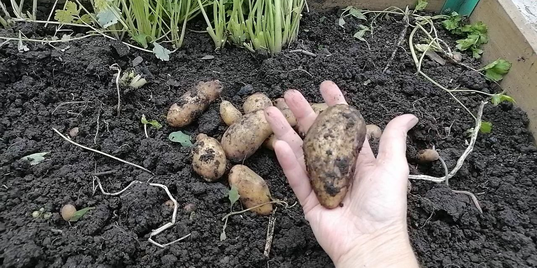 4 сорта картофеля, которые не понравились вкусом: Королева Анна, Гала, Невский, Аризона