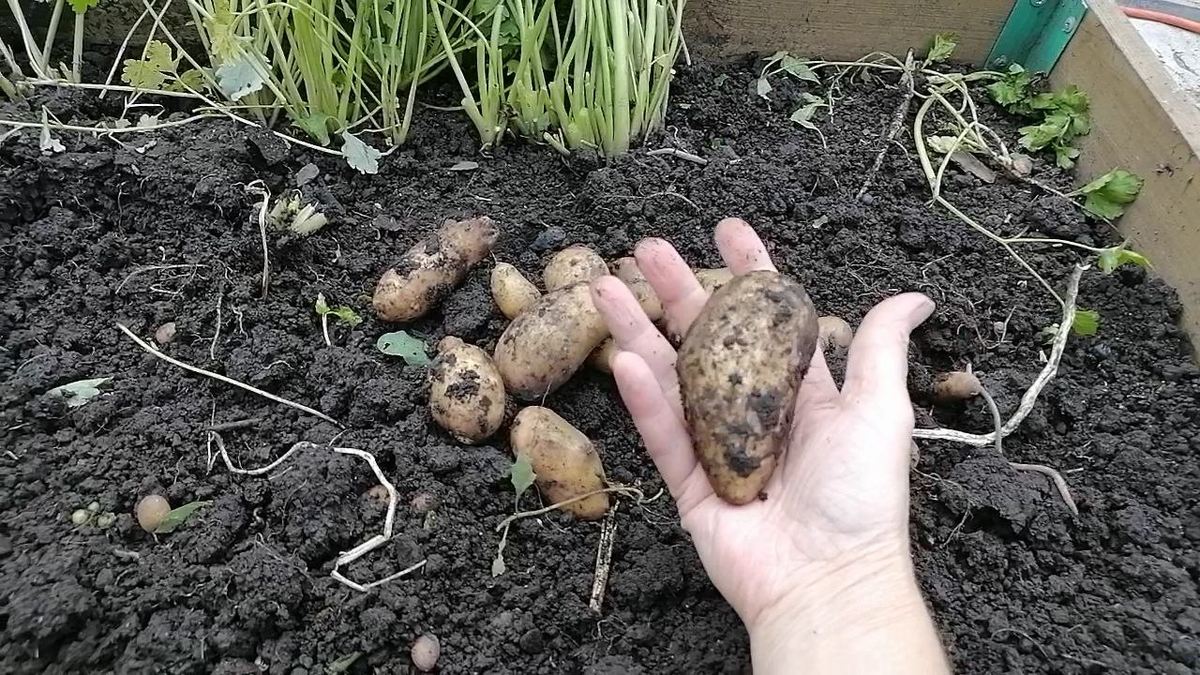 Картофель Королева Анна растёт некрупным, фото автора