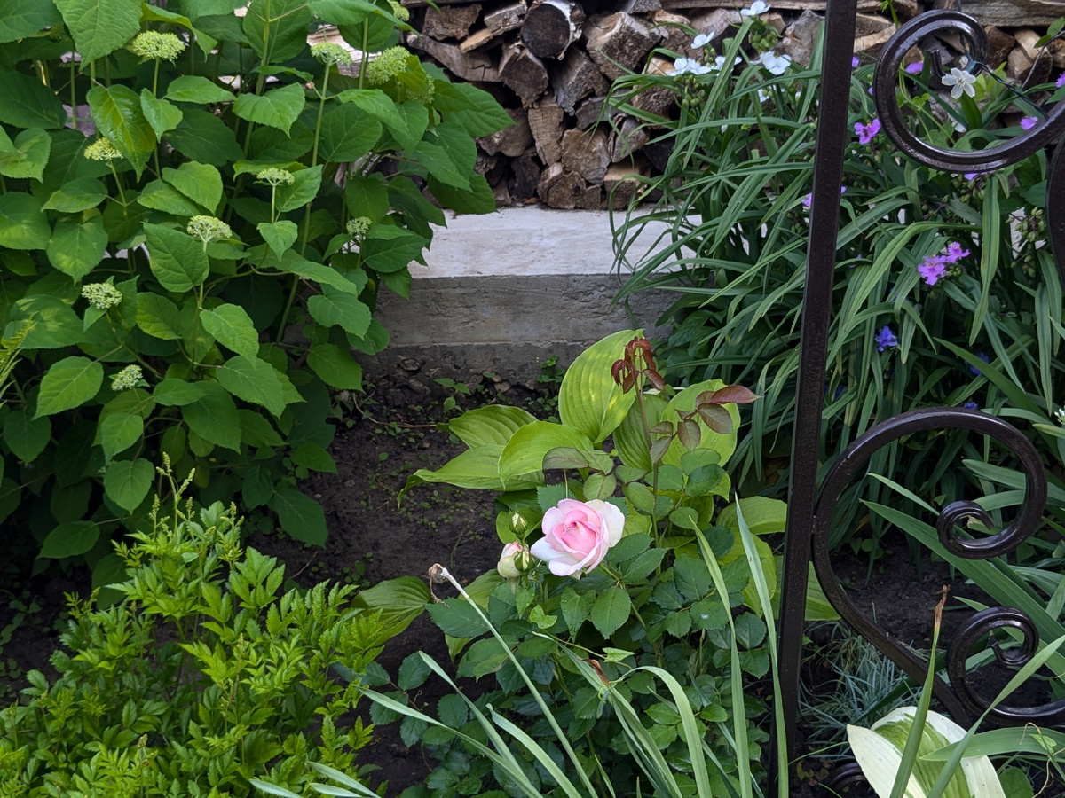 Саженец плетистой розы Pierre de Ronsard, который выжил