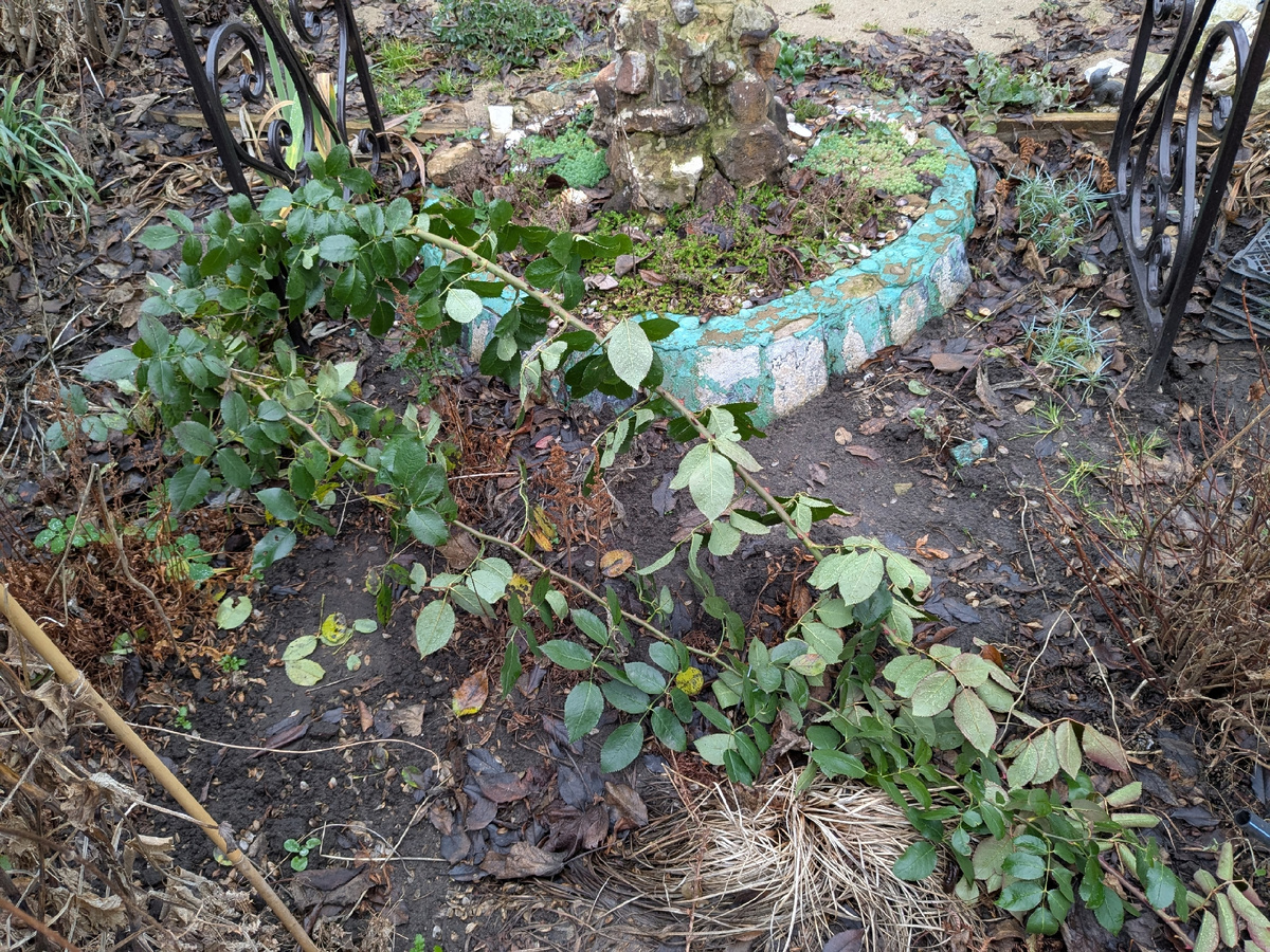 Роза-первогодка возле арки перед укрытием