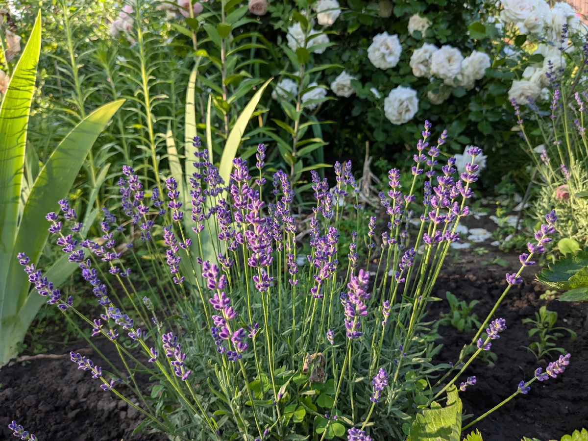 Лаванда узколистная Hidcote Blue Straine