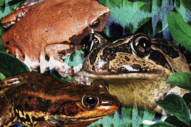 Разные виды лягушек издают разные звуки, которые могут напоминать звучание музыкальных инструментов, строительных инструментов или других животных.