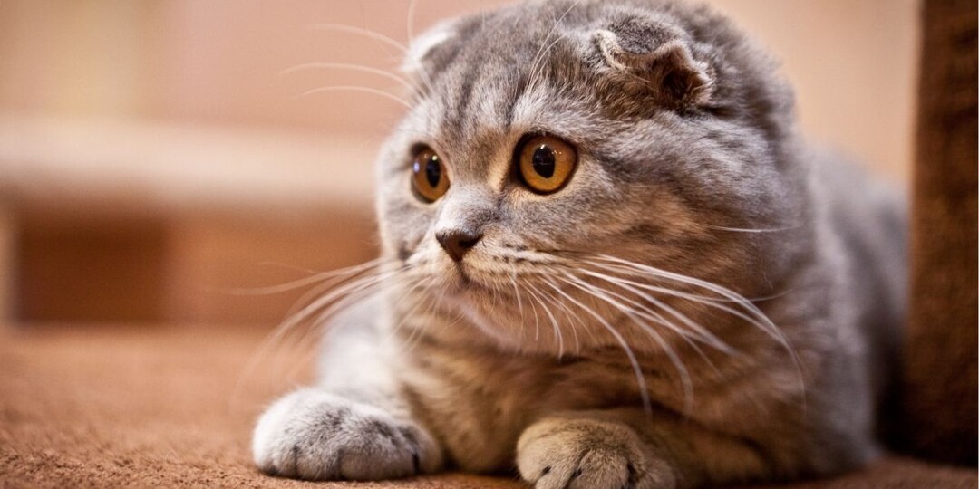 «Болезнь красивых ушек»: что нужно знать об остеохондродисплазии у кошек