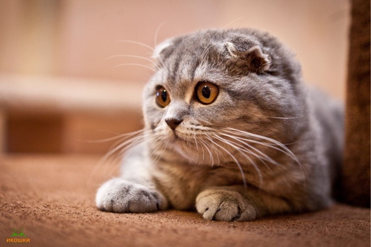 Скоттиш-фолд