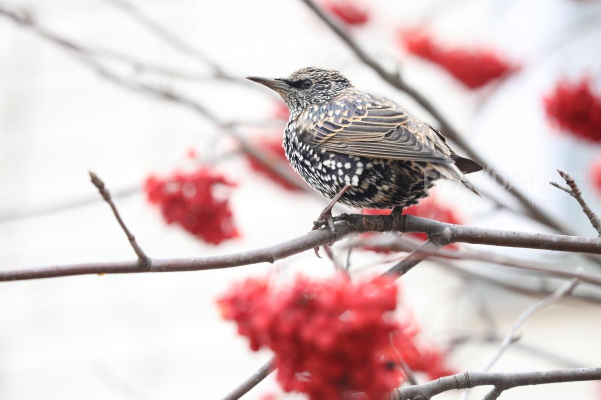    На территории Нижегородской области обитает порядка 250-300 видов птиц
