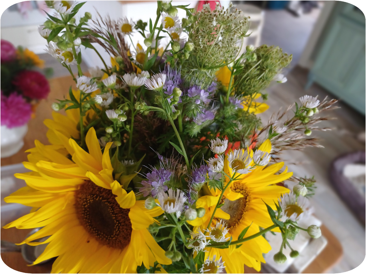 подсолнух, сныть, сорная ромашка, тростник и листья моркови. фото автора