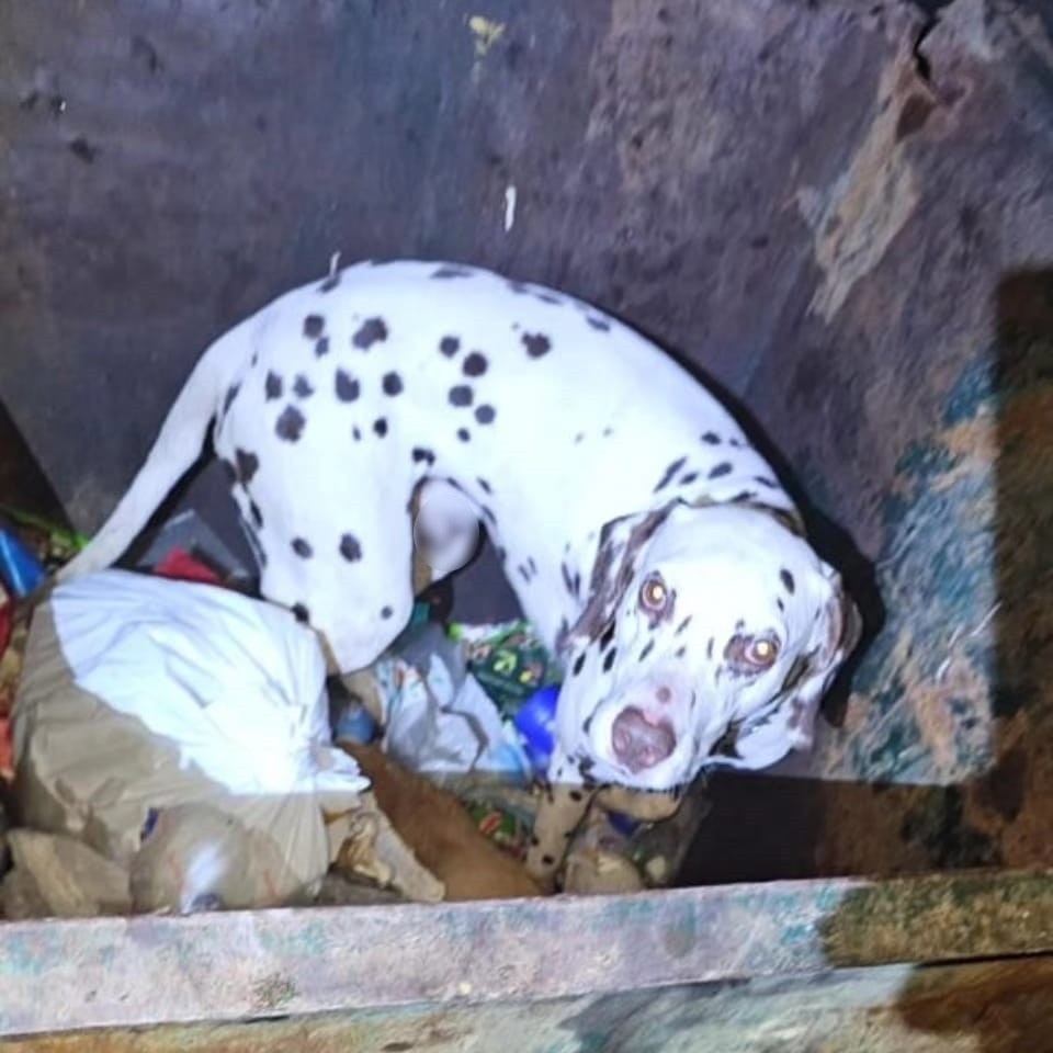 Общественница не уходила с места, пока хозяева не пришли за далматином. Фото: предоставлено Гаянэ Григорян