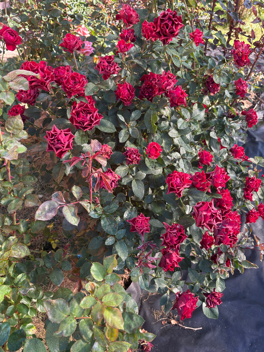 Пышно цветут 