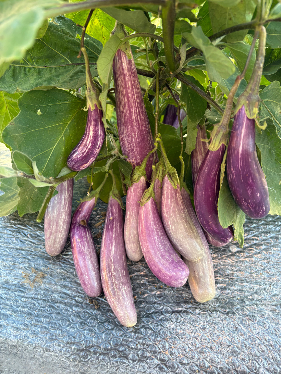 Второй сорт, выбранный на ПМЖ