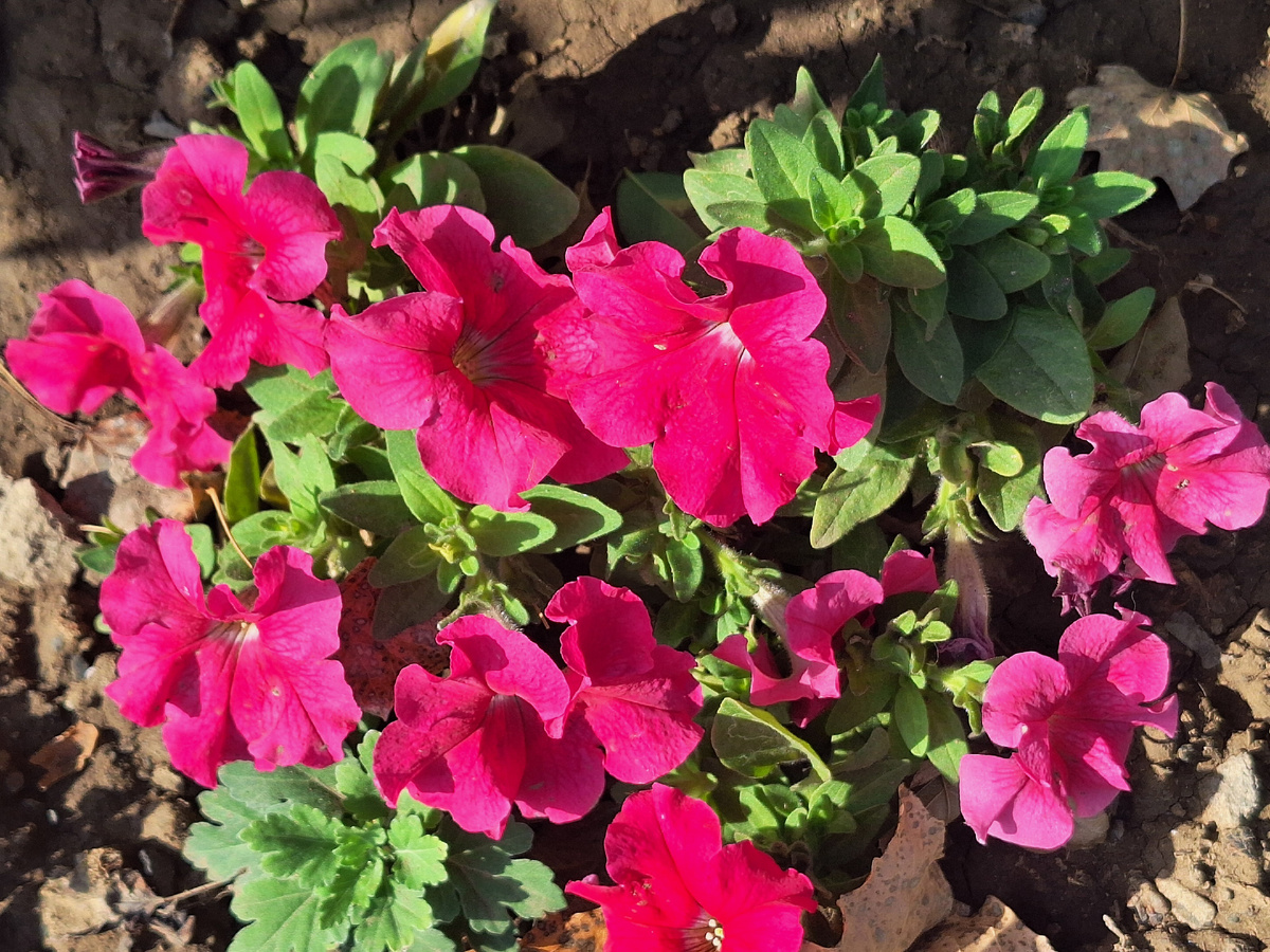 Фото  автора.