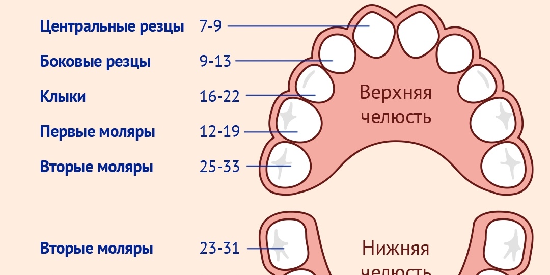 Когда ждать первые зубки у малыша?