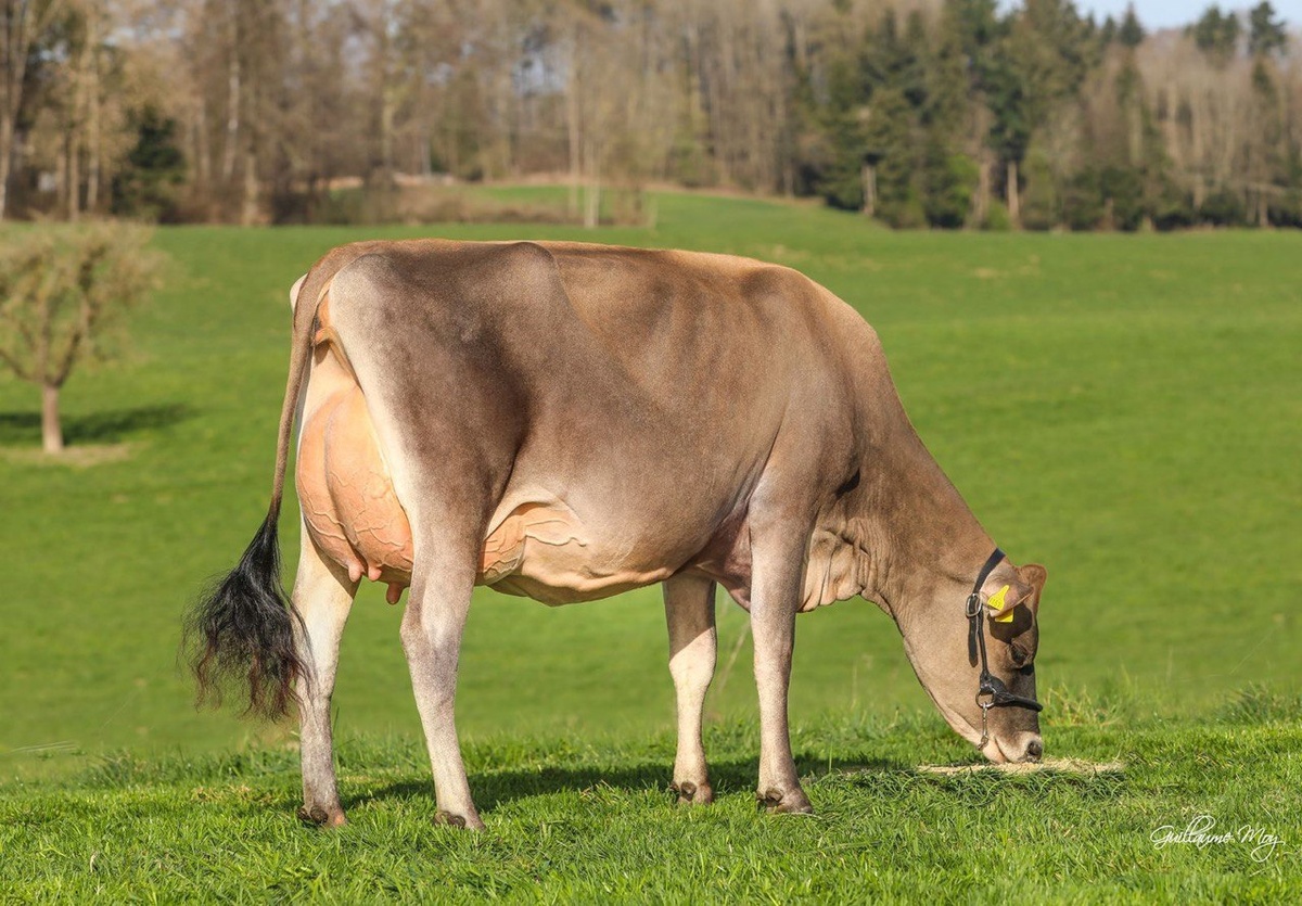 Генетика задаёт потенциал, а конкретные управленческие практики фермы либо раскрывают его, либо нивелируют.