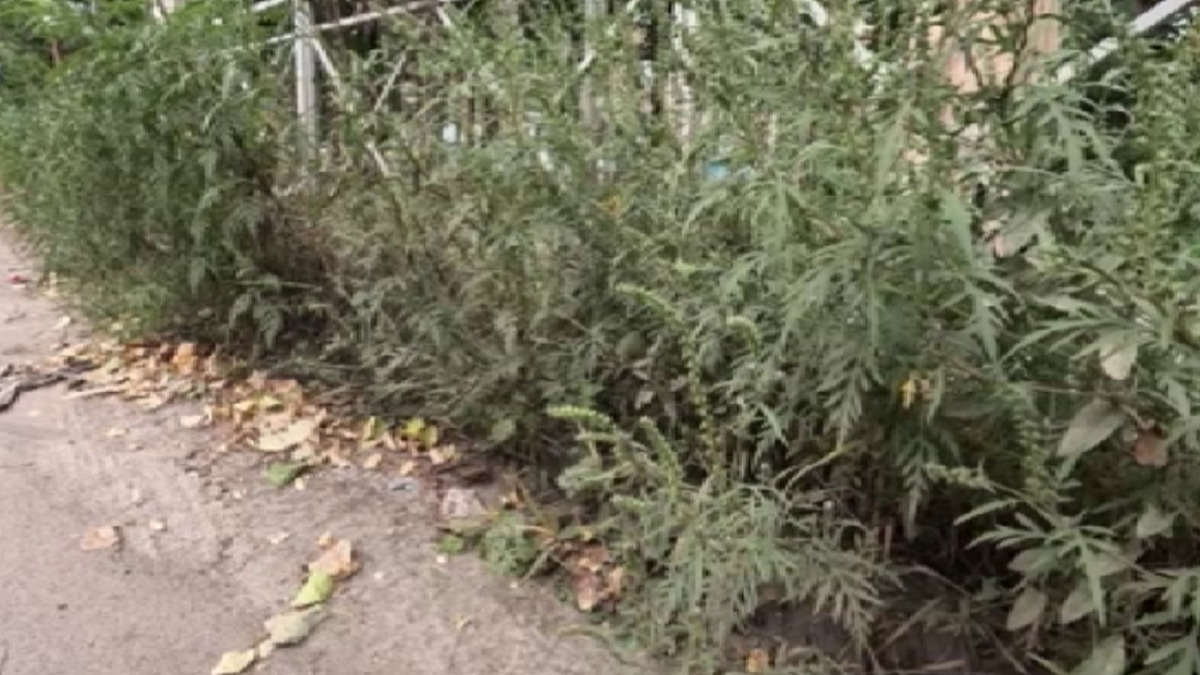    Амброзия атакует дома курян